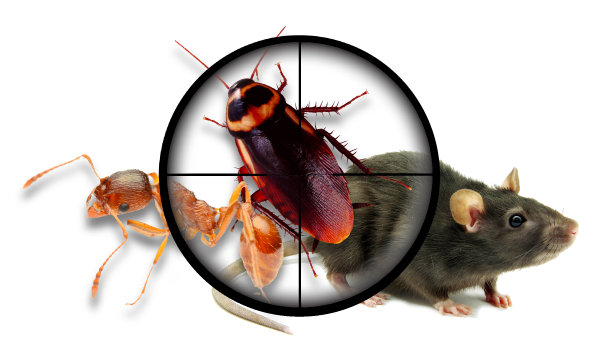 DK pest management llc logo